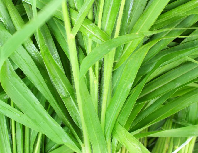 Vetiver Oil Uses, Benefits and Essential Oil Blends