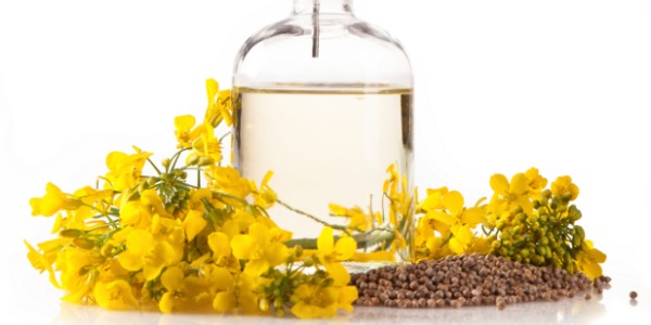 Canola Oil Uses and Benefits