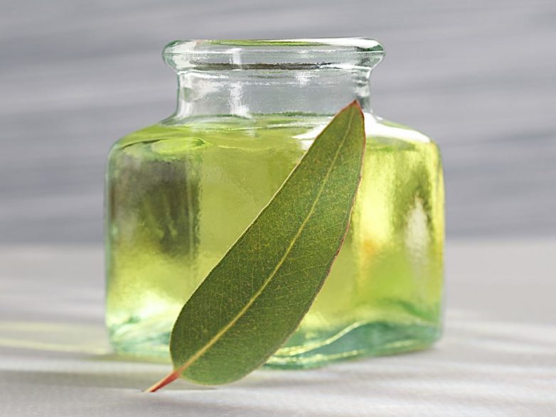 USING EUCALYPTUS OIL TO TREAT LICE AND TOP TEN USES