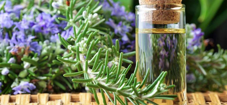 Top Ten Rosemary Oil Benefits and Cures