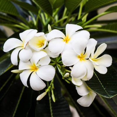 Beauty and Mind- Explore the many Benefits of the Frangipani Essential Oil